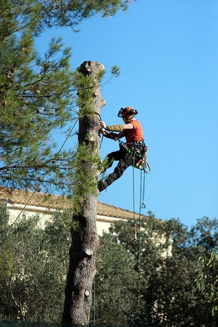 Lexington Tree Service Pros