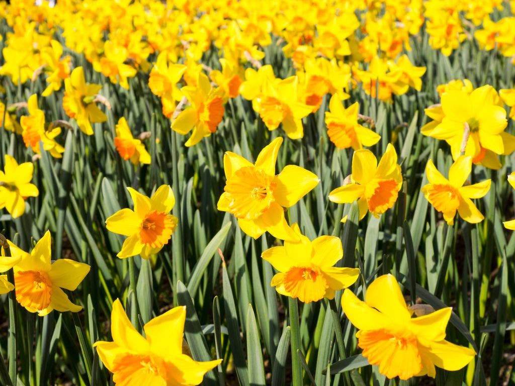 Master Gardeners Summer/Fall Plant Sale