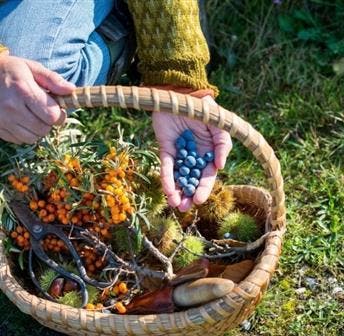 Wild Edibles & Coastal Plant Walk 