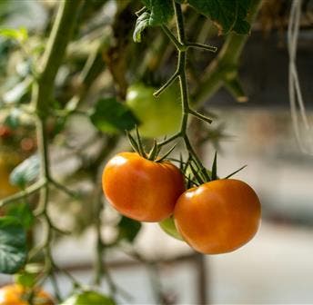 Edible Garden Tour