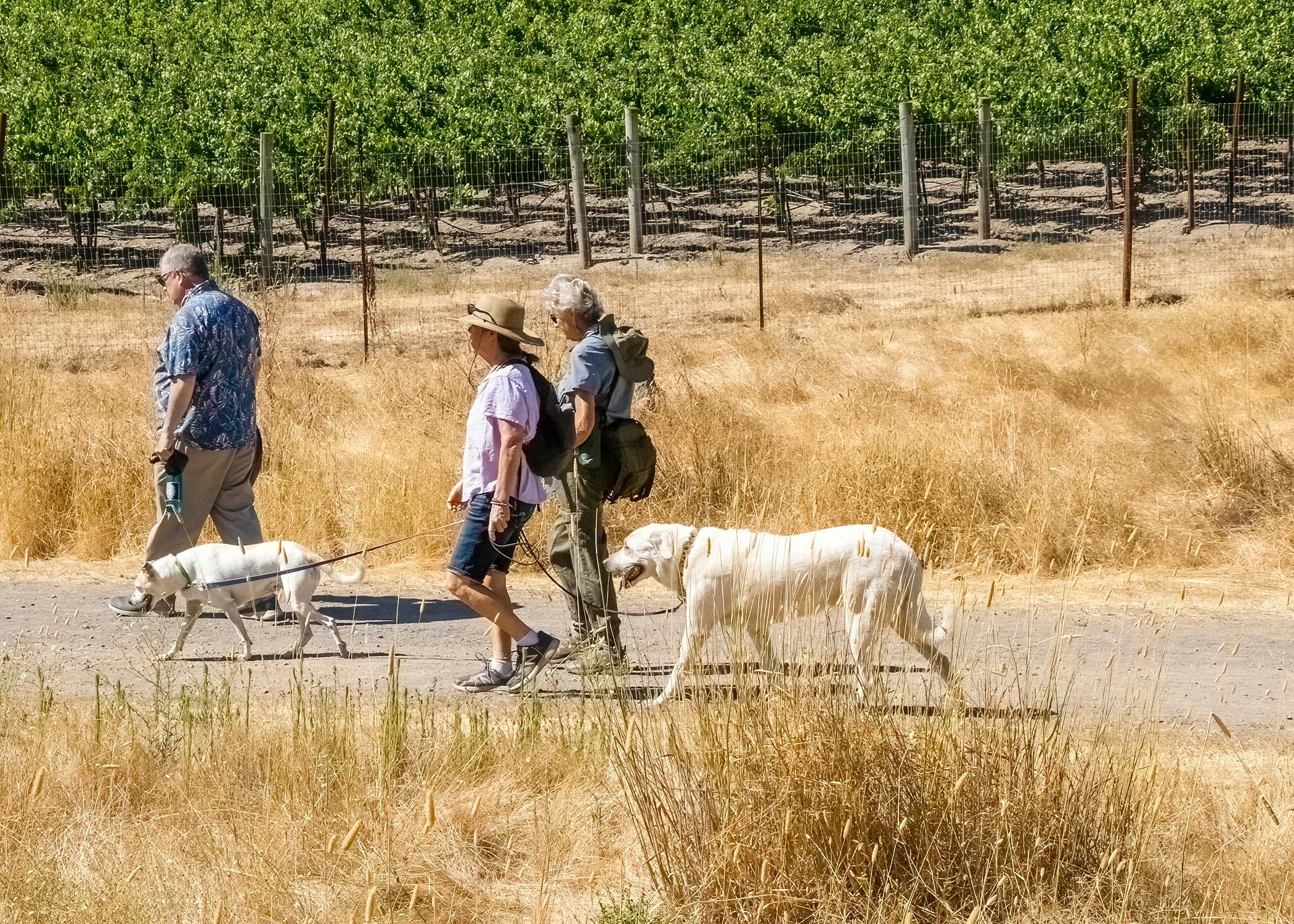 Tails & Trails at Jack London State Historic Park