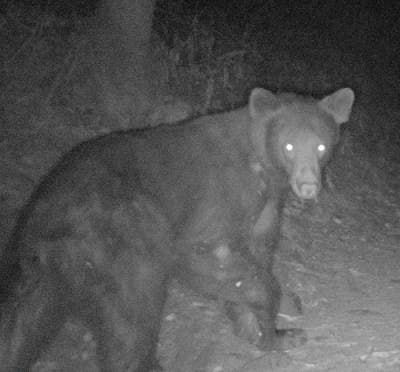 Walk on the Wild Side – The World of Crepuscular and Nocturnal Wildlife