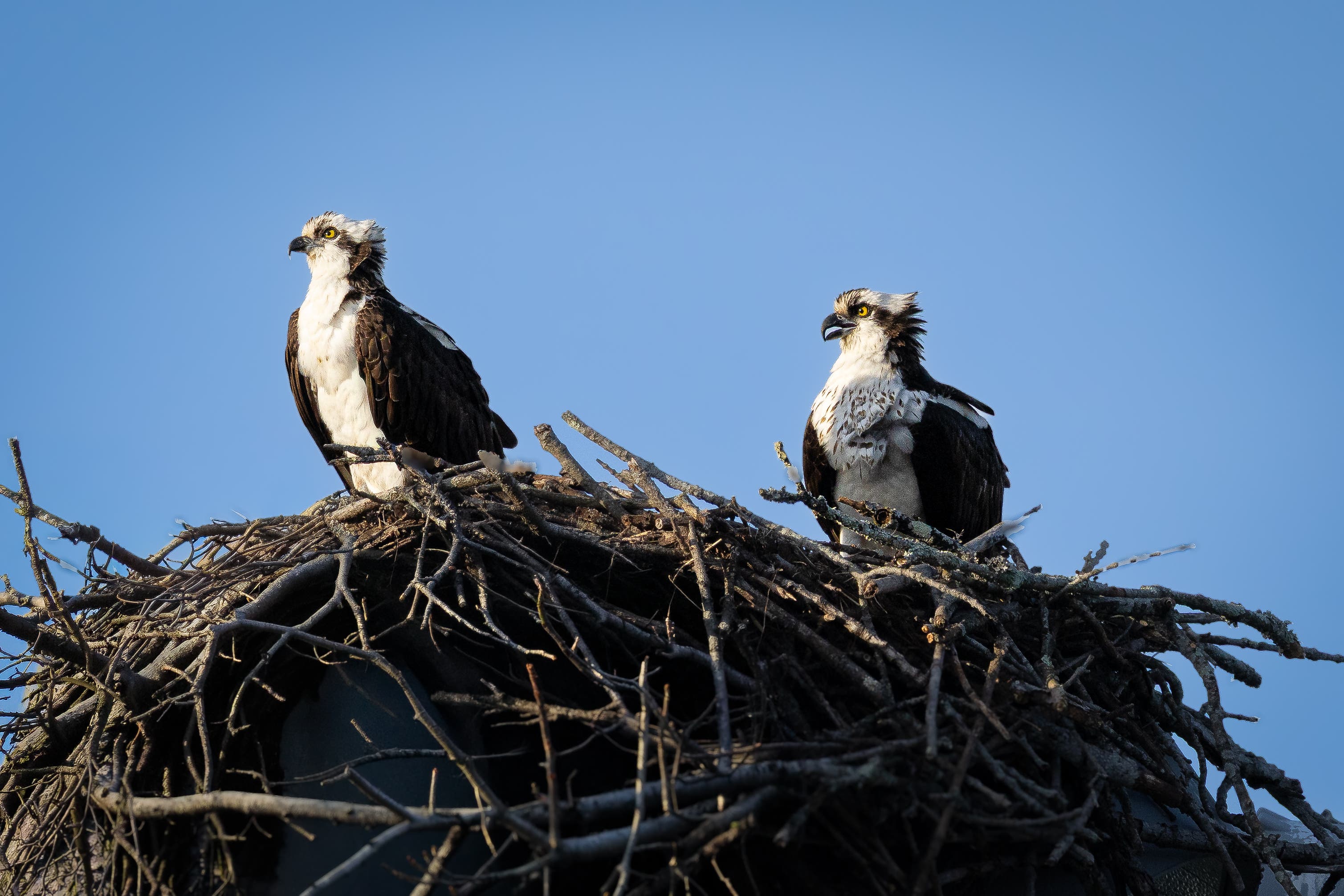 Sunday in the Park with Bedford Audubon
