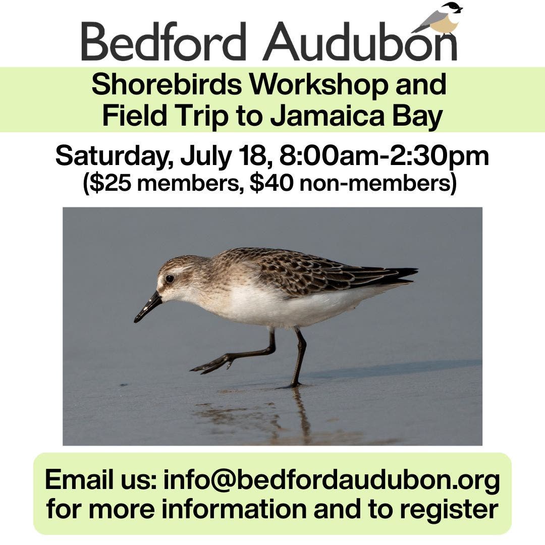 Shorebirds Workshop and Field Trip to Jamaica Bay