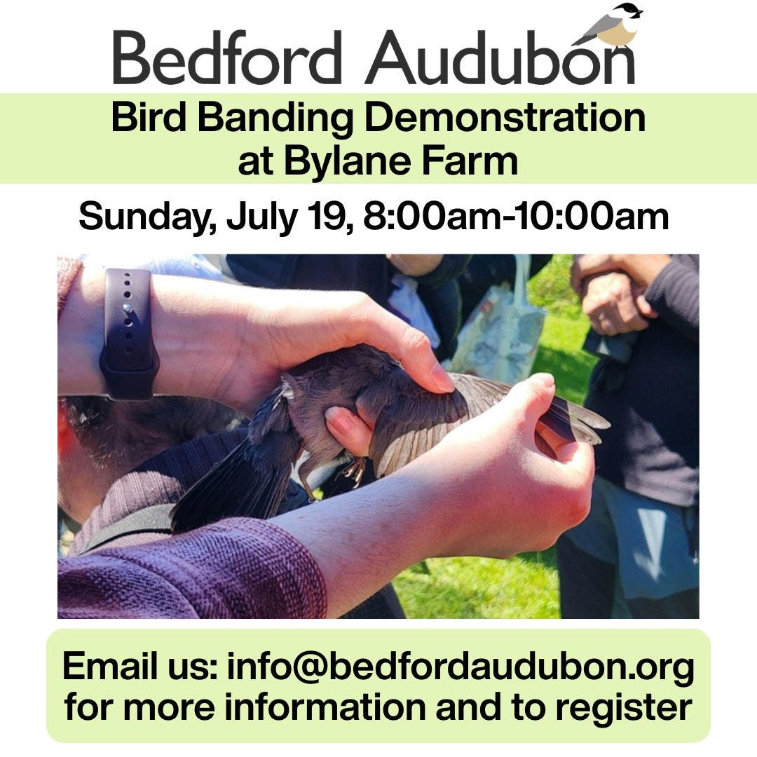 Bird Banding Demonstration