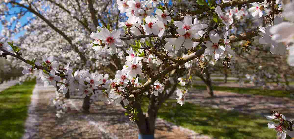 Jones Tree & Plant Care