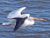 "Time to Leave." White Pelican on the Mississippi River in Iowa, with ice on both wings, as it makes its way north in winter.