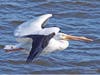 "Time to Leave." White Pelican on the Mississippi River in Iowa, with ice on both wings, as it makes its way north in winter.