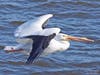"Time to Leave." White Pelican on the Mississippi River in Iowa, with ice on both wings, as it makes its way north in winter.