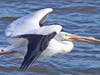 "Time to Leave." White Pelican on the Mississippi River in Iowa, with ice on both wings, as it makes its way north in winter.