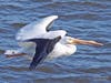 "Time to Leave." White Pelican on the Mississippi River in Iowa, with ice on both wings, as it makes its way north in winter.