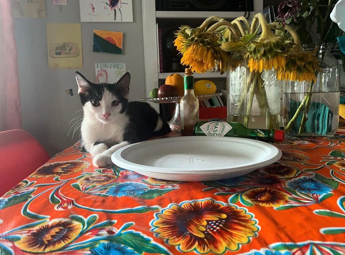 Lost Black and White Medium/short Hair Tuxedo Cat