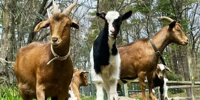 Goat Mingle with Goats to Go