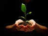 Plant in Hands