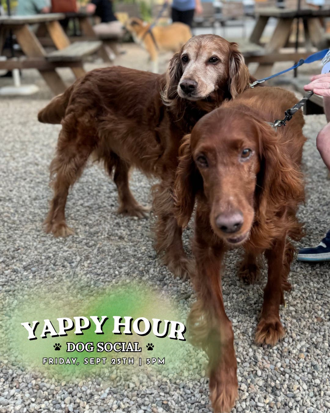 Yappy Hour: Dogs & Dolly Night