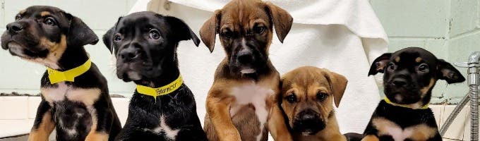 Animal Medical Center of Cumming