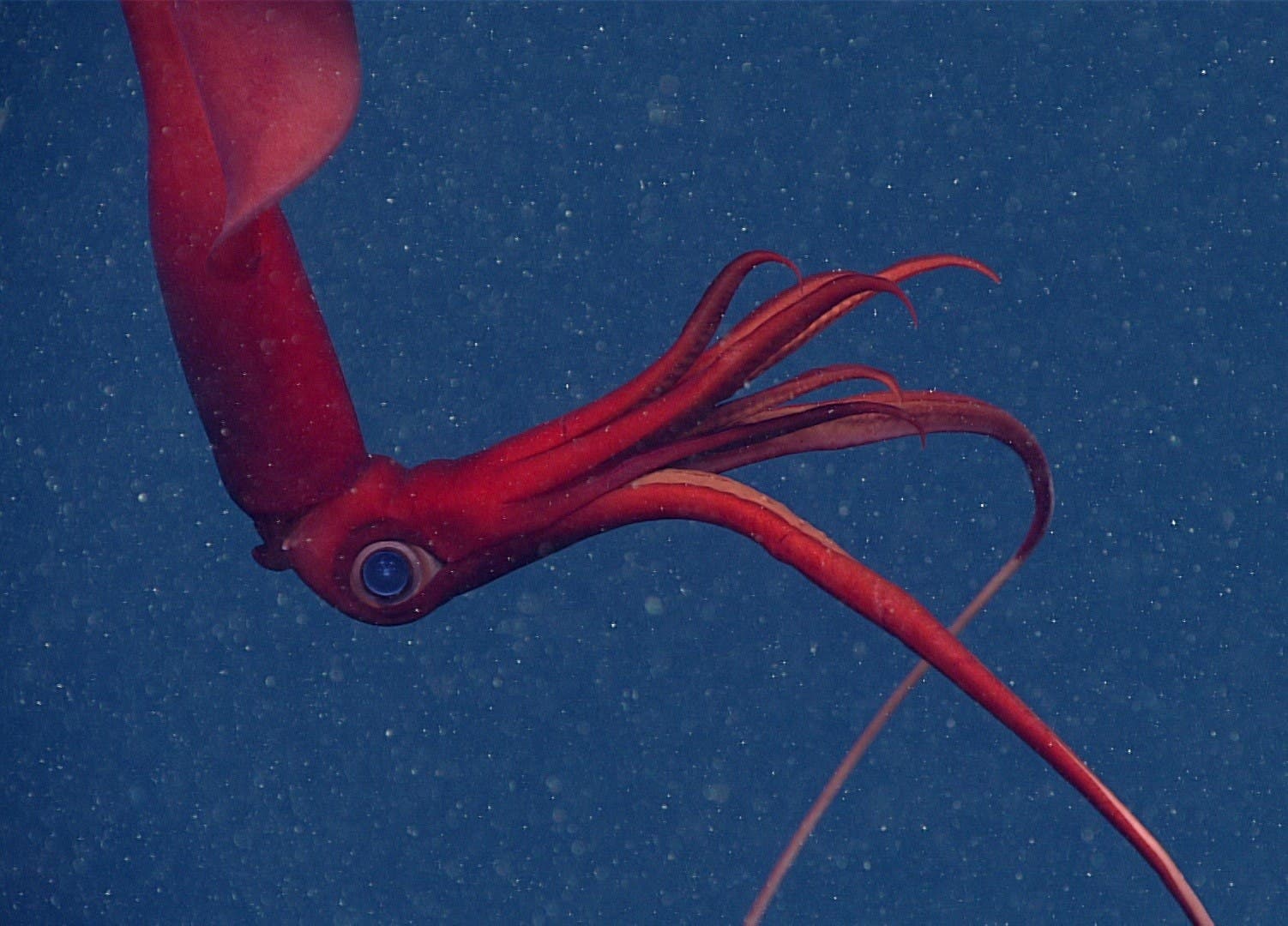 Profs & Pints DC: Exploring the Deep Sea