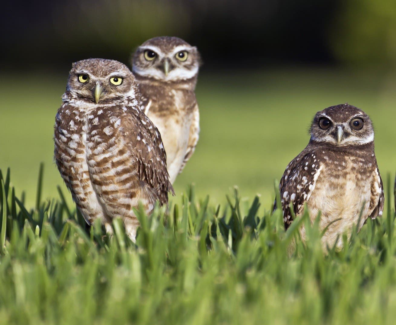Profs & Pints DC: Owl Wisdom