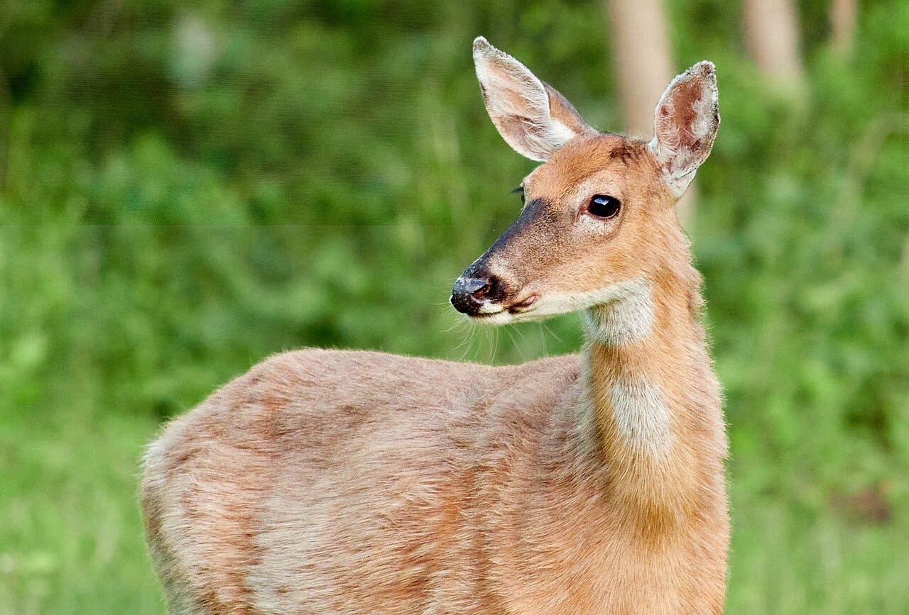 Profs & Pints DC: Deer to Us