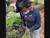 A Kennedy School student snips fresh herbs from the school garden. Pretty soon, students will have access to fresh herbs and vegetables year round.