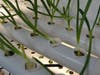 Fresh chives begin to take root in the Kennedy School hydroponic garden. Students were thrilled to see the first signs of growth, calling the experience “cool” and eagerly tracking each new sprout.