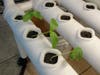 A young spinach plant begins to sprout in Kennedy School’s hydroponic system—just one week after planting. Students love watching the rapid growth and checking in each day to see how their plants are progressing.

