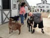 Scott, a participant in St. Coletta’s adult day program, pets a friendly goat at Navarro Farm. 