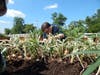 Billy learned how to carefully dig around the onions and pop them out of the soil during a Community Day Services visit to Navarro Farm.