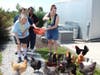 Employment Job Coach & Activity Coordinator Debbie Macenas (right) joins Community Day Services participants Ronna, Billy and Dee as they feed fresh dill, thyme and basil to the chickens during a visit to Navarro Farm in Frankfort. 