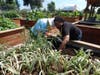 Ronna and Dee harvest fresh onions from the raised garden beds at Navarro Farm during a Community Day Services visit. 
