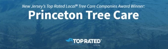 Princeton Tree Care