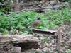 West Hartford officials Tuesday announced completion of an expansion of the town's passive recreation trails, allowing for more opportunities to see robins and other birds.