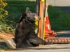 After a few hours in a sewer drain, a mother bear pokes its head out of a catch basin on Banks Street in Simsbury Wednesday.