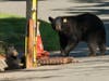 Once the coast was clear, the mother bear then went to work rescuing her babies.