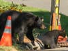 Once the coast was clear, the mother bear then went to work rescuing her babies.