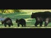 Once free from the catch basin, the bear and her cubs ambled away to more familiar environs.