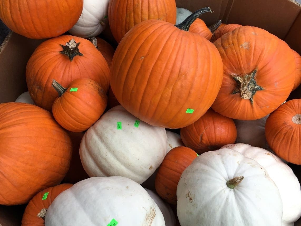 Halloween is next week and the West Hartford Public Library this week is hosting two pumpkin-painting sessions for local schoolchildren.