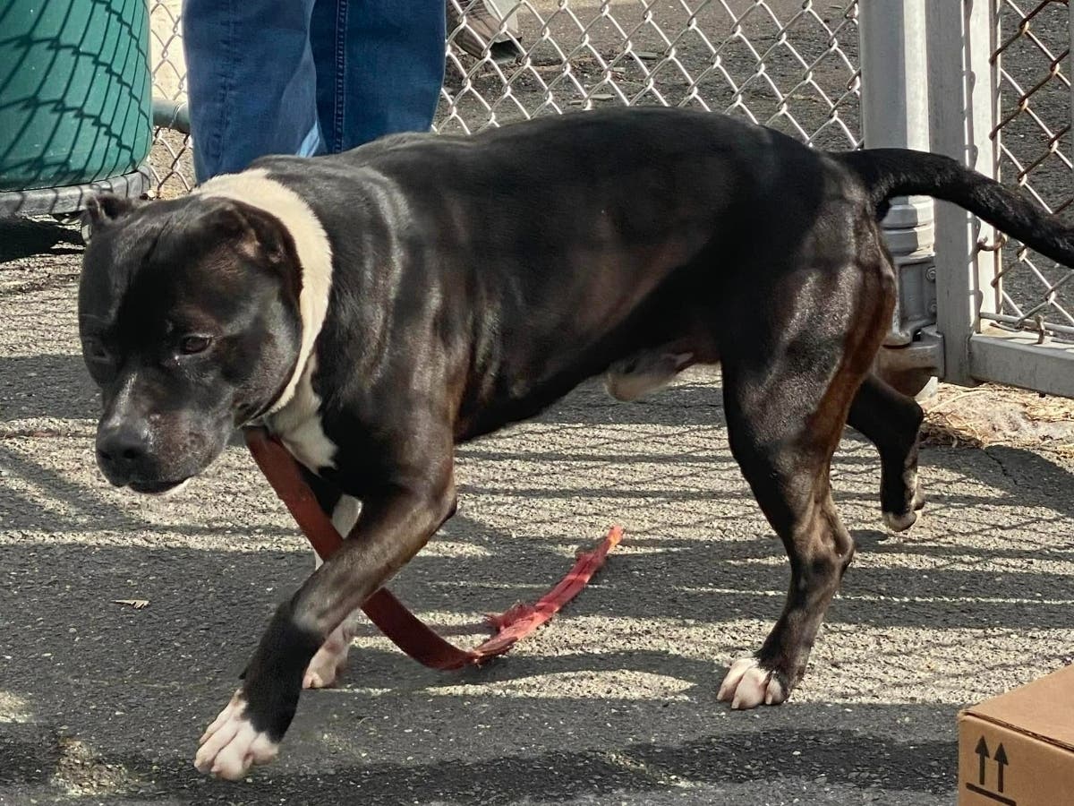 West Hartford Seeks Owners Of Found Dog In Town | West Hartford, CT Patch