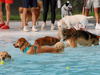 Dogs were all smiles Monday in West Hartford at the annual 2023 Pooch Plunge to benefit the West Hartford Dog Park coalition.