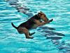 One pooch has no problems taking to the air to jump in the pool at the annual 2023 Pooch Plunge Monday to benefit the West Hartford Dog Park coalition.
