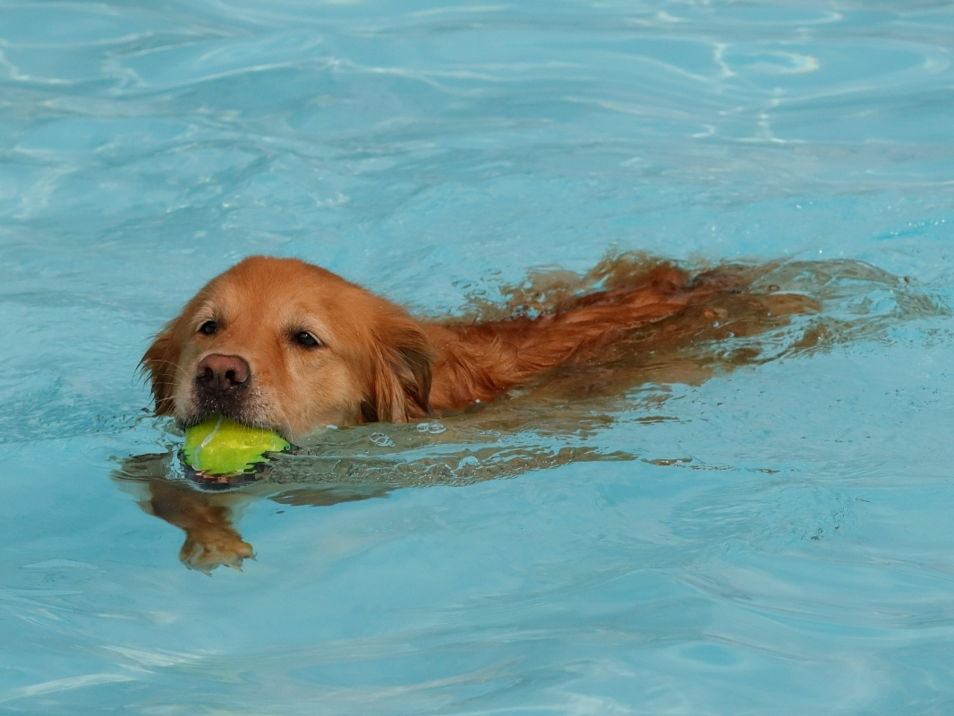 West Hartford Pooches Take A Swim For Dog Park West