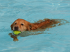 This canine seems satisfied at the successful catch of a tennis ball at the annual 2023 Pooch Plunge Monday to benefit the West Hartford Dog Park coalition.