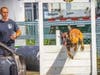 Farmington Police K-9 'Ozzy' shows his athleticism as partner FPD Officer Kyle Mortensen looks on.