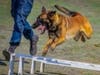Farmington Police K-9 'Ozzy' shows his athleticism.