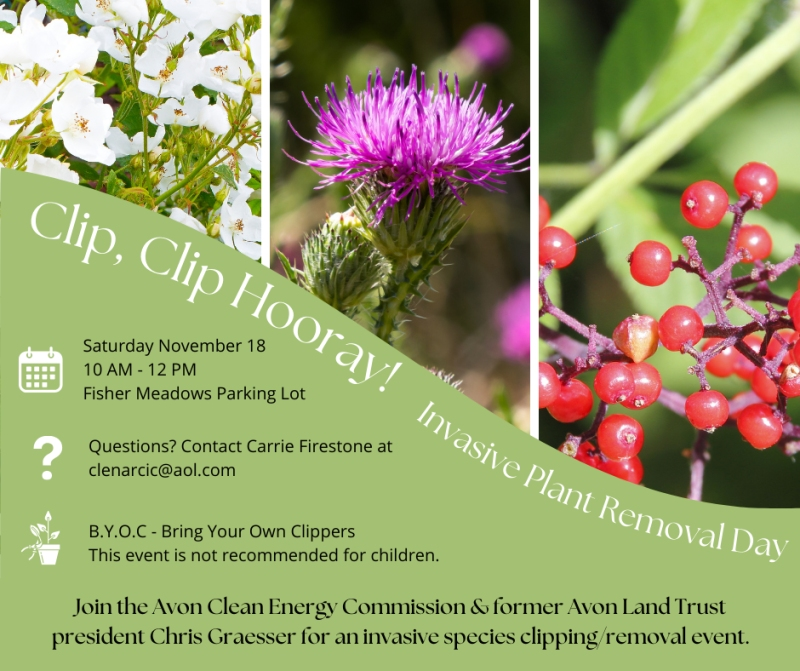 The town is hosting a special event on Saturday, Nov. 18, to rid a local park of invasive plants.