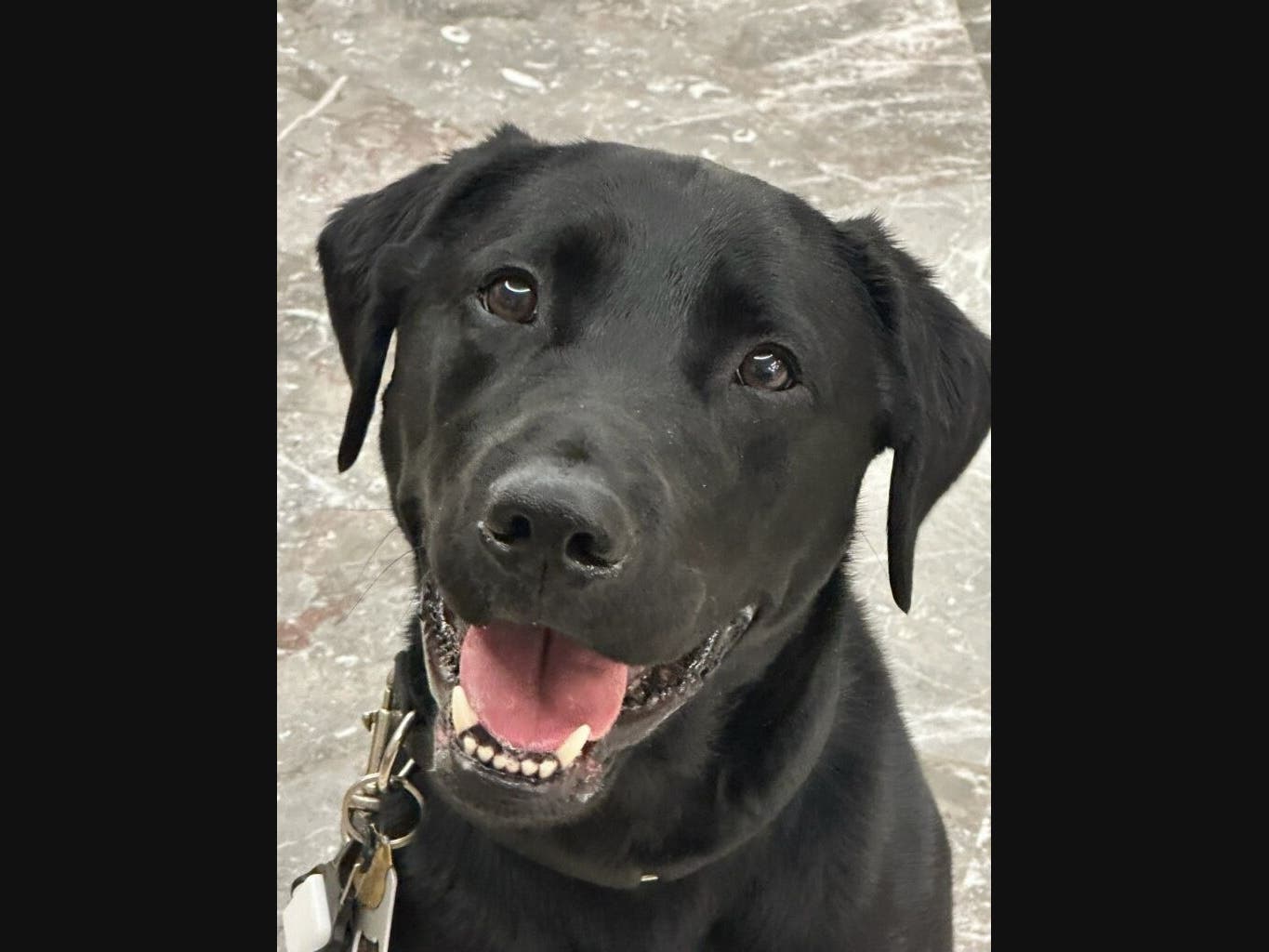 Connecticut State Police K-9 officer 'General,' above, is being credited with helping officers charge three greater Hartford-area residents after a drug bust in New Britain last week.
