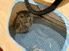 The West Hartford Police Department last week caught more than just bad guys. They had to catch an owl found inside a resident's house. Officers were able to safely catch the owl, above, and place the owl in the custody of wildlife rehabilitators.
