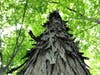 The trees and plants of West Hartford's Westmoor Park are a destination unto themselves, with the town hosting free tours of the facility on Saturday, May 18. This is a Shagbark Hickory tree.