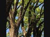 The trees and plants of West Hartford's Westmoor Park are a destination unto themselves, with the town hosting free tours of the facility on Saturday, May 18. Here are American Elm trees on the site.