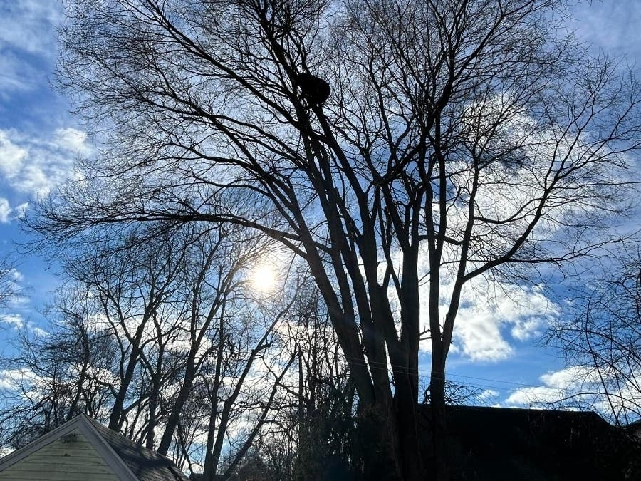 It's a bird. It's a plane. It's a bear? High above West Hartford recently is this young black bear, which West Hartford's animal control department said has been seen in and around certain parts of town. They're urging folks to leave the bear alone.
